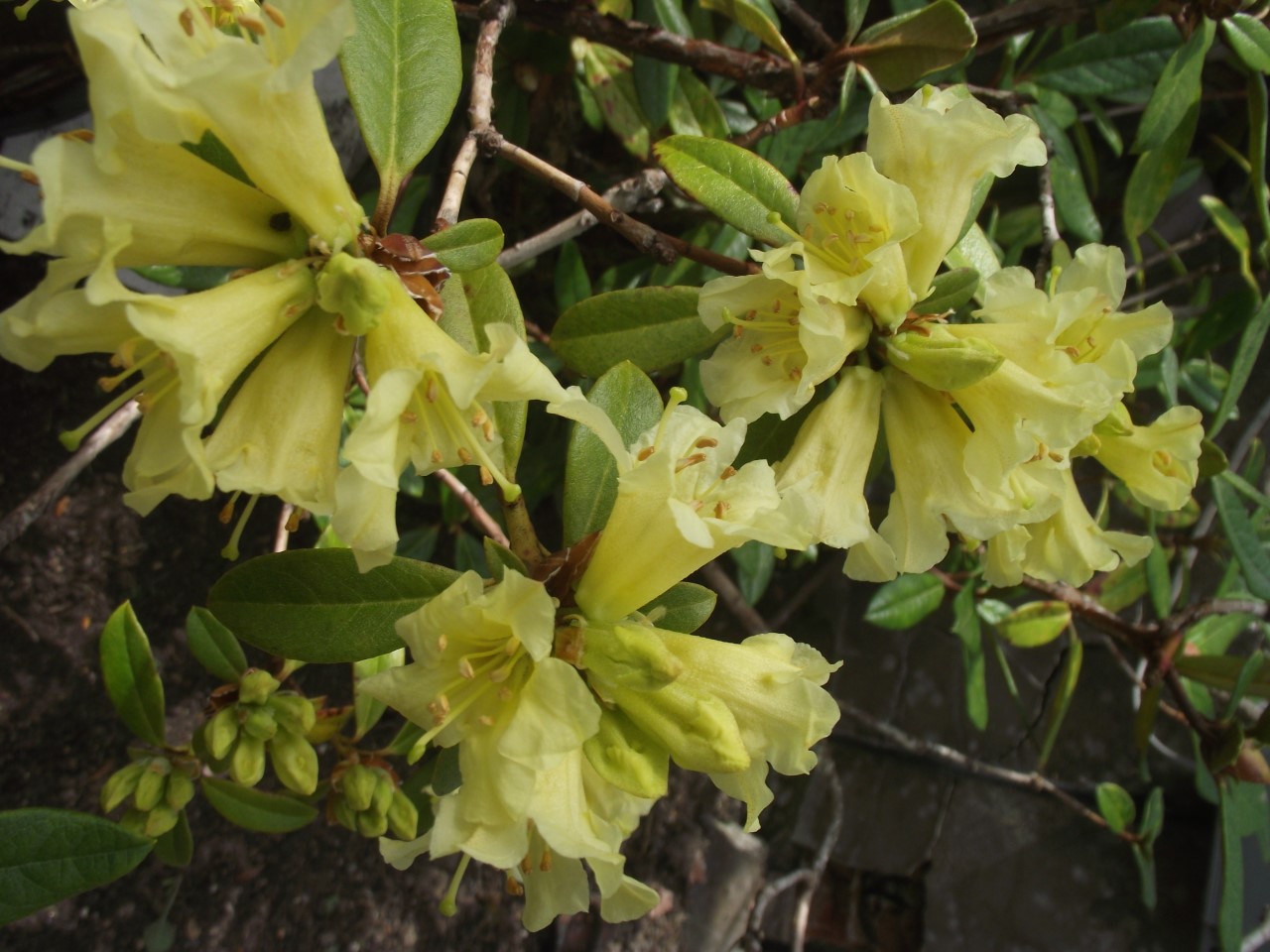 'Saffron Queen'